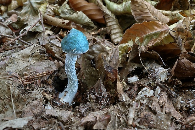 golierovka zelenomodrá Stropharia caerulea Kreisel