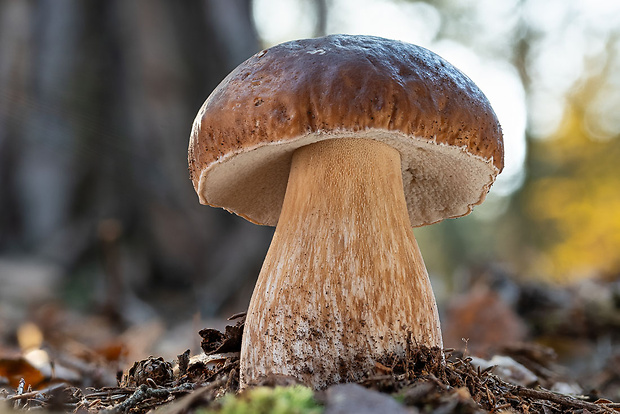 hríb smrekový Boletus edulis Bull.