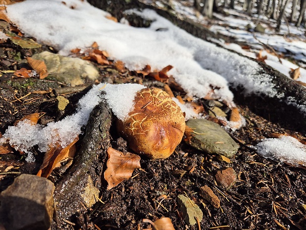 hríb sosnový Boletus pinophilus Pil. et Dermek in Pil.