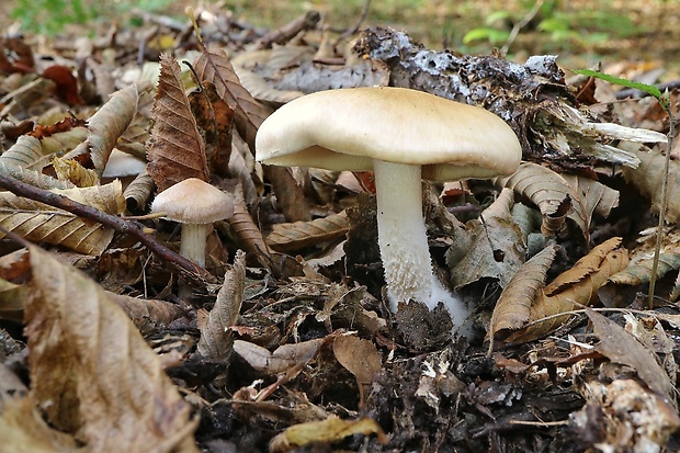 pavučinovec Cortinarius sp.