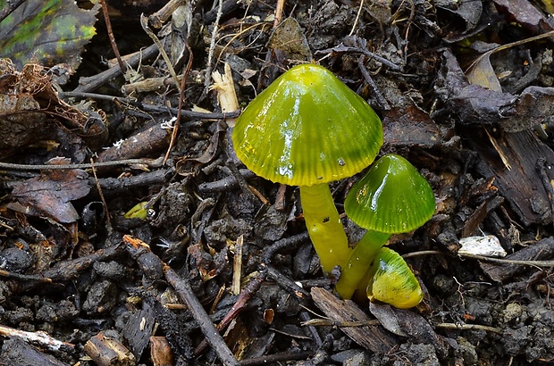 lúčnica žltozelená Gliophorus psittacinus (Schaeff.) Herink