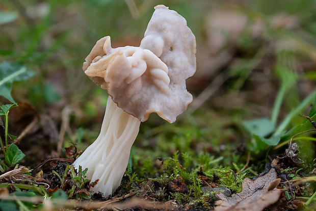 chriapač kučeravý Helvella crispa (Scop.) Fr.