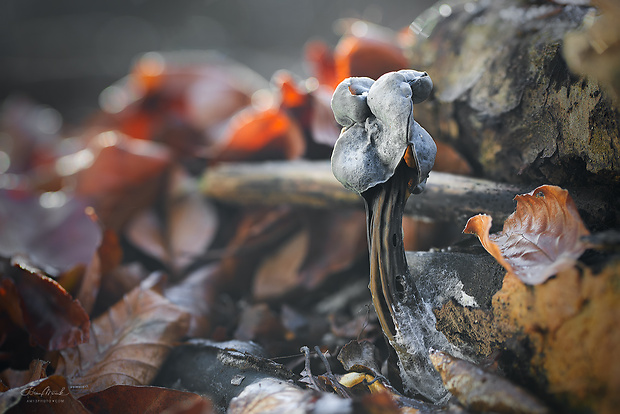 chriapač jamkatý Helvella lacunosa Afzel.