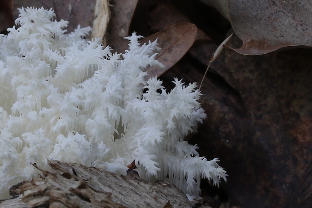 koralovec bukový Hericium coralloides (Scop.) Pers.