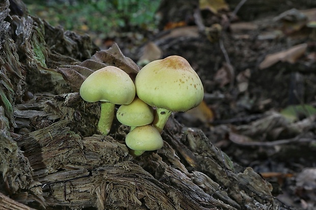 strapcovka zväzkovitá Hypholoma fasciculare (Huds.) P. Kumm.