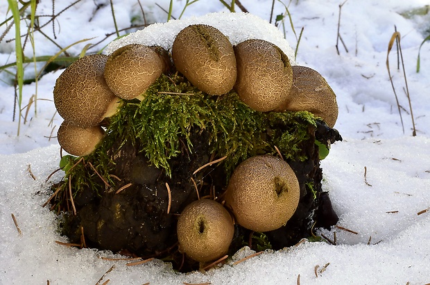 prášnica hruškovitá Lycoperdon pyriforme Schaeff.