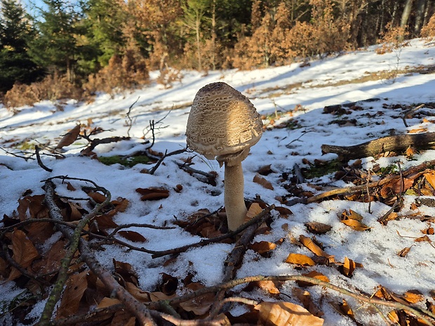 bedľa vysoká Macrolepiota procera (Scop.) Singer