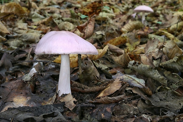 prilbička ružovkastá Mycena rosea Gramberg