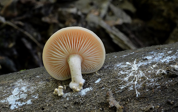 červenáčik obyčajný Rhodotus palmatus (Bull.) Maire