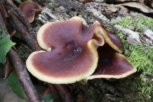 trúdnik tmavohlúbikový Royoporus badius (Pers.) A.B. De