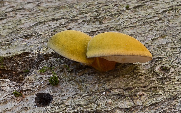 pňovka neskorá Sarcomyxa serotina (Pers.) P. Karst.