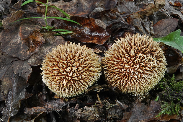 prášnica pichliačová Lycoperdon echinatum Pers.