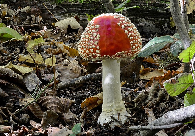 muchotrávka červená Amanita muscaria (L.) Lam.