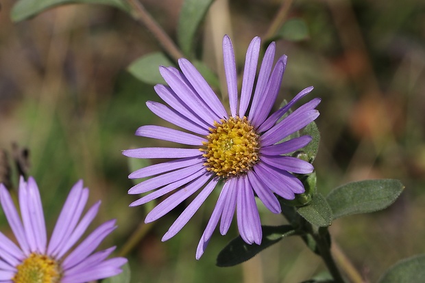 astra spišská Aster amelloides Besser