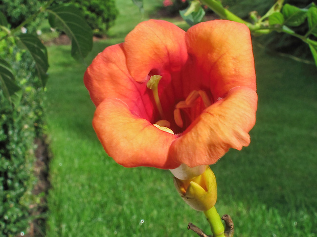 trúbkovec koreňujúci Campsis radicans (L.) Seem.