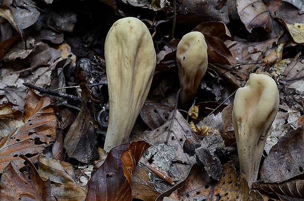 kyjak obrovský Clavariadelphus pistillaris (Fr.) Donk