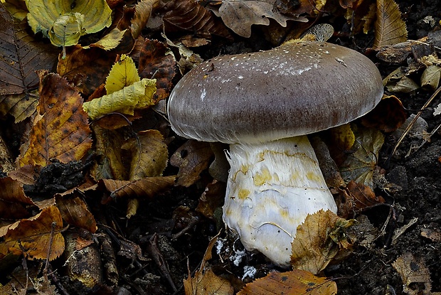 pavučinovec mohutný Cortinarius praestans (Cordier) Gillet