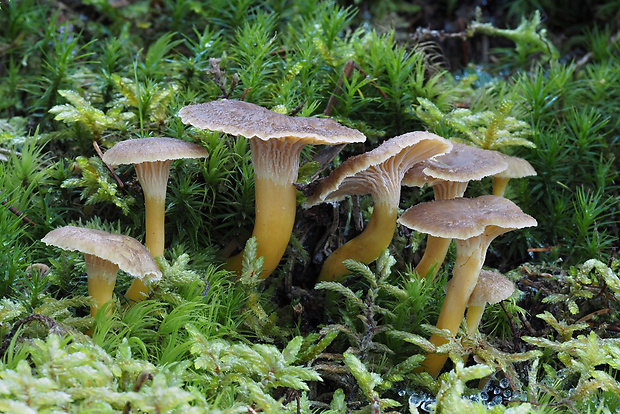 kuriatko lievikovité Craterellus tubaeformis (Fr.) Quél.