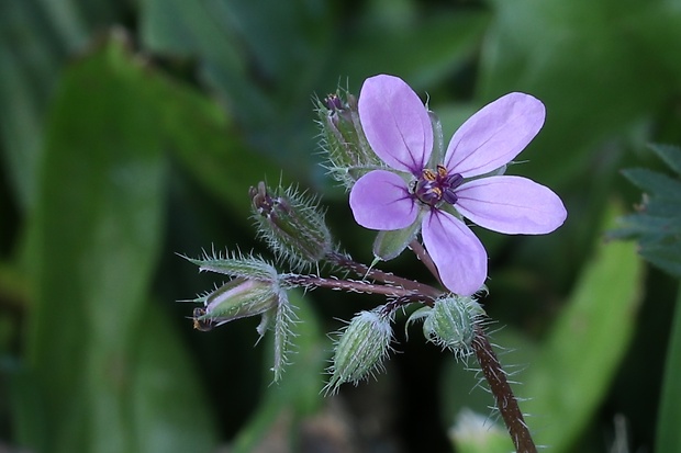 bociannik rozpukovitý Erodium cicutarium (L.) L