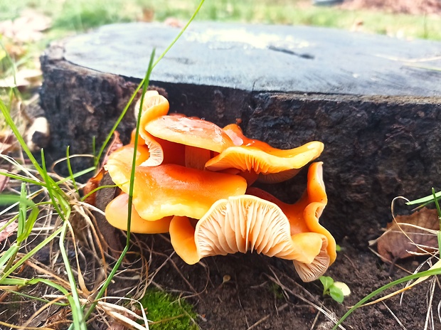 plamienka Flammulina sp.