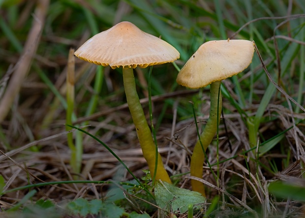 lúčnica žltozelená Gliophorus psittacinus (Schaeff.) Herink