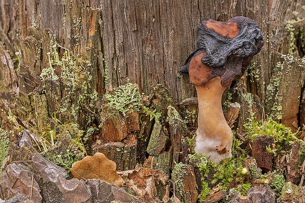 ušiak mitrovitý Gyromitra infula (Schaeff.) Quél.