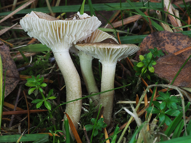 šťavnačka voňavá Hygrophorus agathosmus (Fr.) Fr.