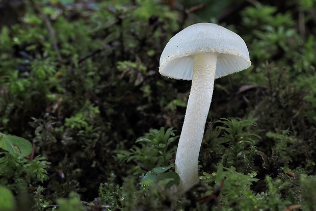 šťavnačka žltovločkatá Hygrophorus chrysodon (Batsch) Fr.