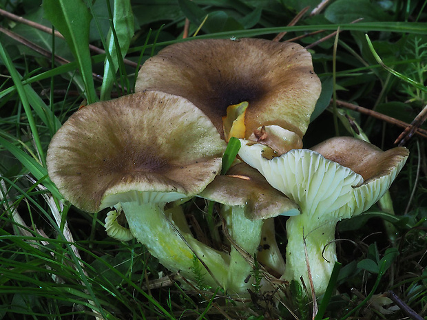 šťavnačka mrazová Hygrophorus hypothejus (Fr.) Fr.