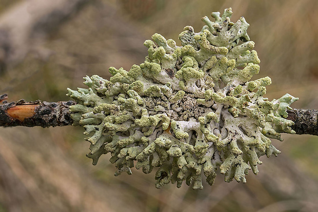 diskovka rúrkovitá Hypogymnia tubulosa (Schaer.) Hav.