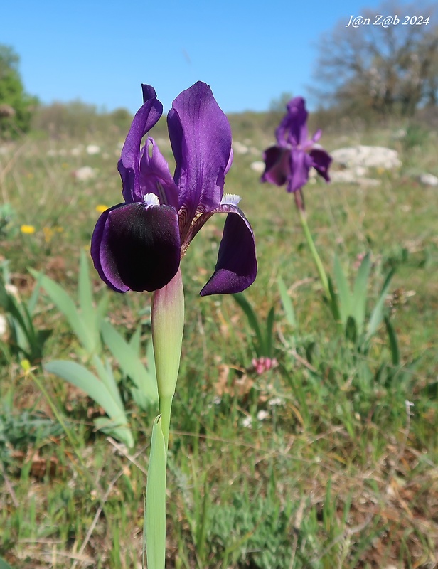 kosatec Iris bicapitata Colas.