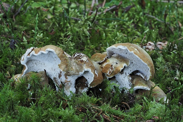 krásnopórovec zelenohnedý Laeticutis cristata (Schaeff.) Audet