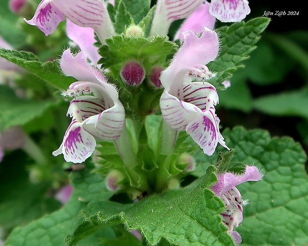 hluchavka Lamium garganicum L.