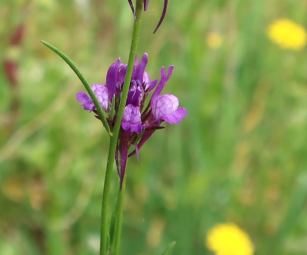 pyštek Linaria pelisseriana (L.) Miller