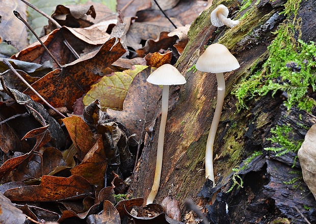 prilbička reďkovková Mycena pura (Pers.) P. Kumm.