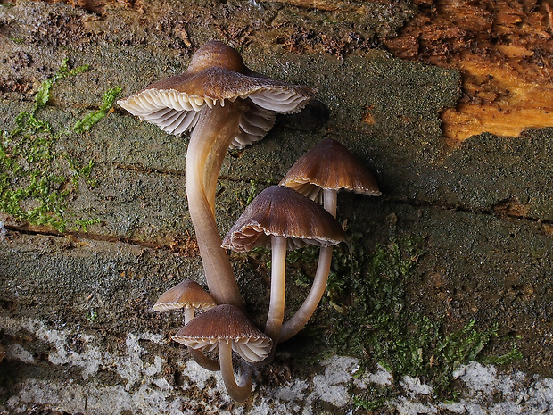 prilbička Mycena sp.