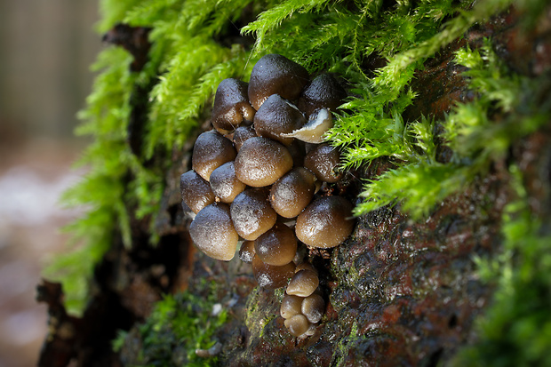 prilbička hnedosivá Mycena tintinnabulum (Paulet) Quél.