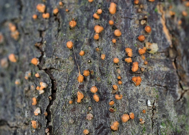 hlivka červená Nectria cinnabarina (Tode) Fr.