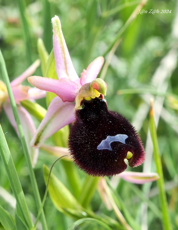 hmyzovník bertoloniho Ophrys bertolonii Moretti