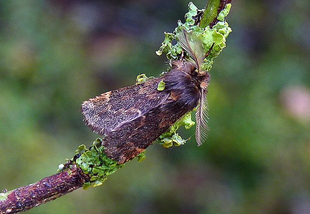 chochlatka javorová Ptilophora plumigera