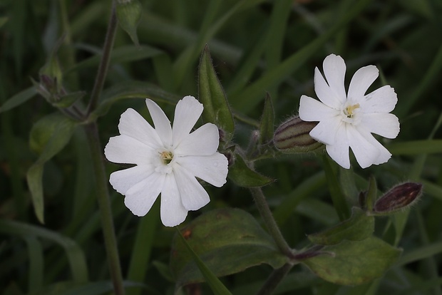 silenka biela pravá Silene latifolia subsp. alba (Mill.) Greuter et Burdet