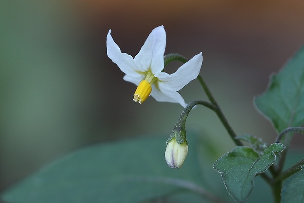 ľuľok čierny Solanum nigrum L.