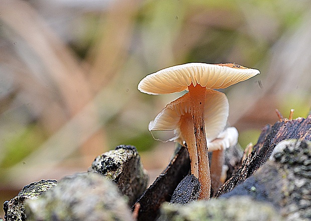 peniazočka Strobilurus sp.