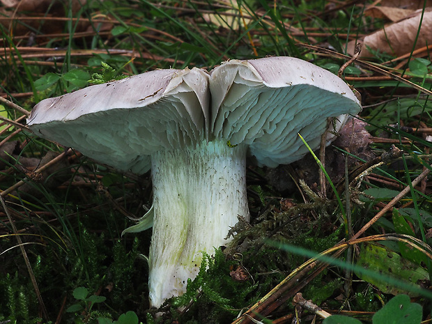 čírovka sivá Tricholoma portentosum (Fr.) Quél.