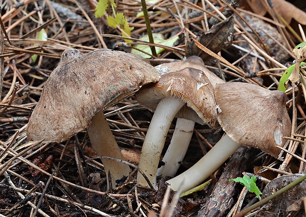 čírovka zemná Tricholoma terreum (Schaeff.) P. Kumm.