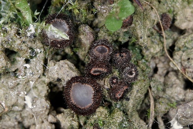 trichoféa Trichophaea sp.