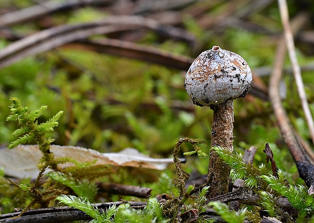 stopkovec zimný Tulostoma brumale Pers.