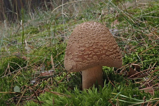 muchotrávka červenkastá Amanita rubescens Pers.