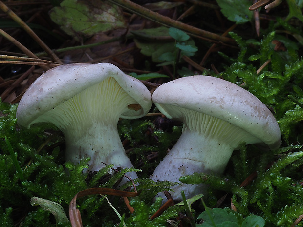 strmuľka inovaťová Clitocybe nebularis (Batsch) P. Kumm.