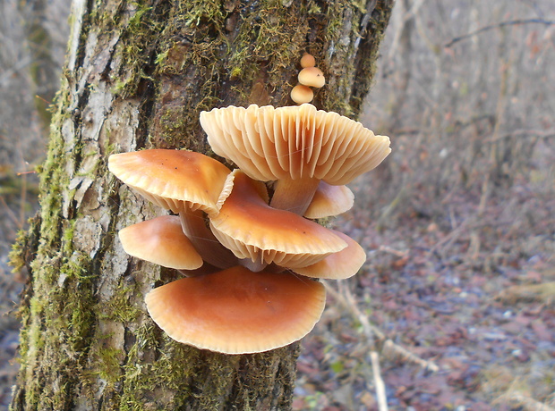 plamienka Flammulina sp.